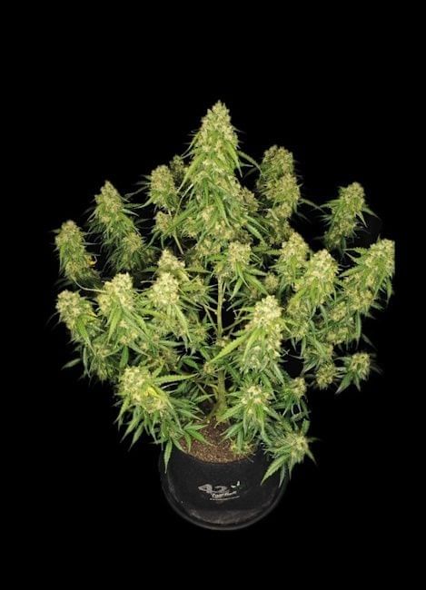 Sour Jealousy Auto Feminised Seeds-FB-SOJEL-AUTO-FEM