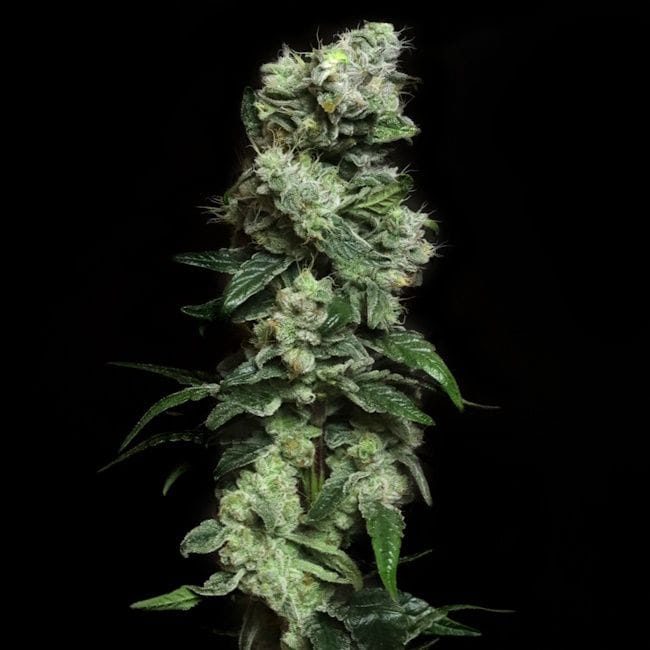 Blunt Bombs Ltd. Release Feminised Seeds-LV8-BLBO-FEM