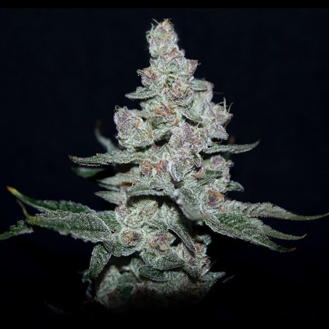 Fire 'n Ice Feminised Seeds-LV8-FIIC-FEM