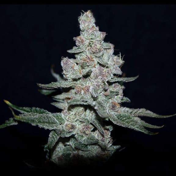Fire 'n Ice Feminised Seeds-LV8-FIIC-FEM