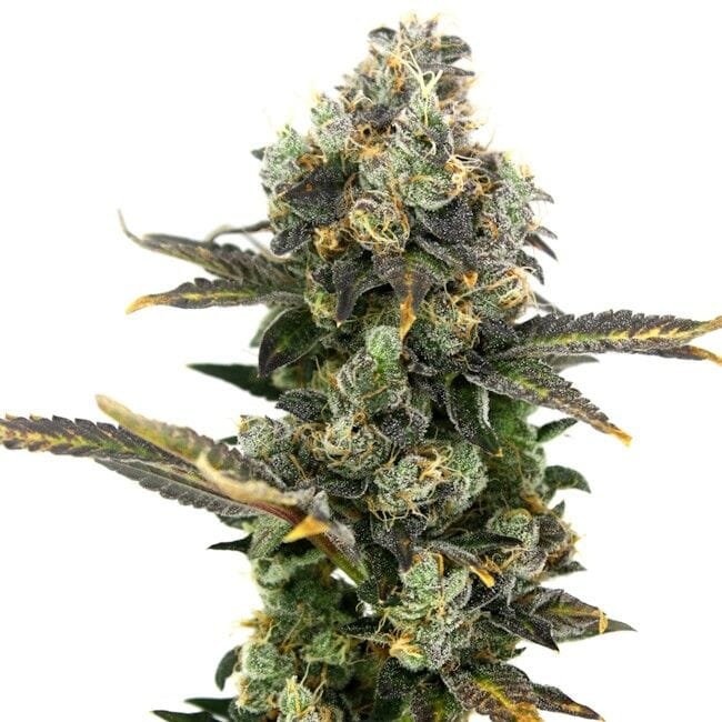 King Cone Feminised Seeds-LV8-KICO-FEM