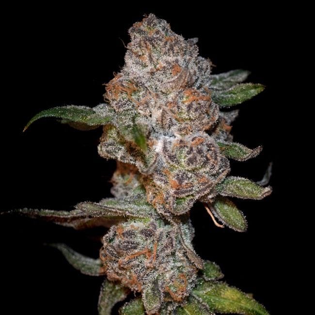 Punch Drunk Ape Feminized Seeds-LV8-PUDA-FEM