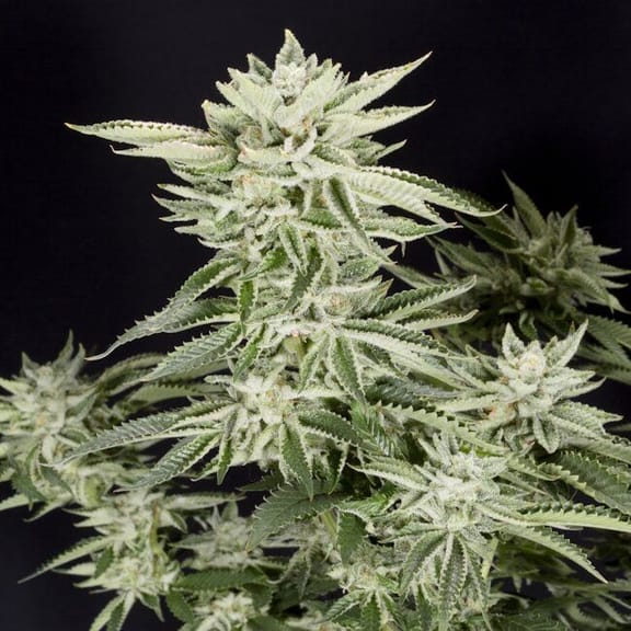 Sherbet S1 Feminised Seeds-LV8-SHERS1-FEM