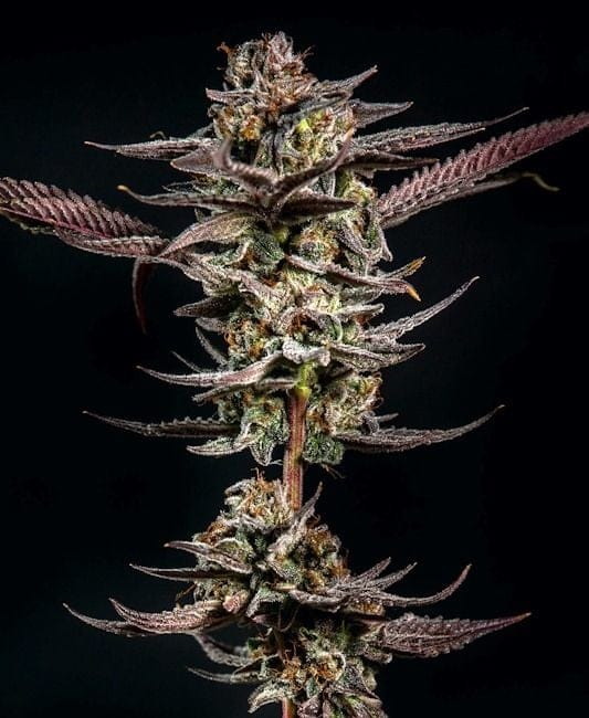 Gelato Kiss Feminised Seeds-LV8-GELKISS-FEM