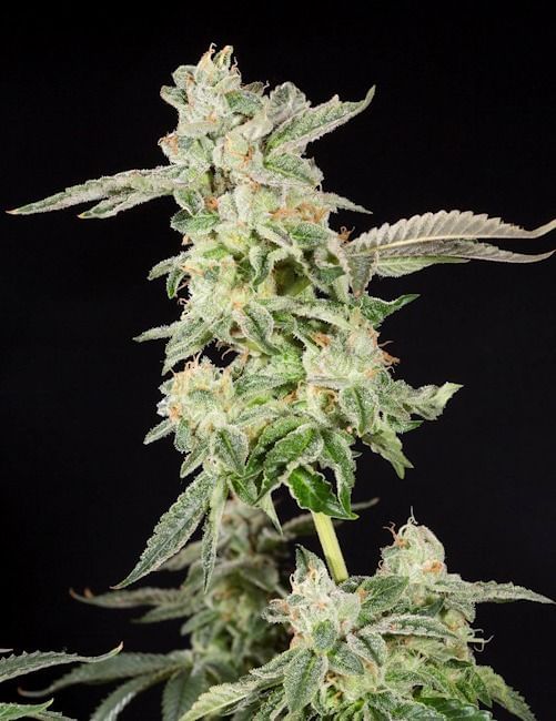 Giscotti Feminised Seeds-LV8-GIS-FEM