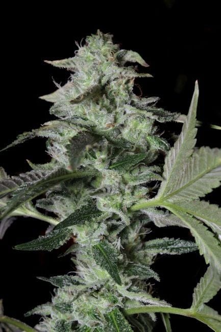 Sherbet Cake Feminised Seeds-LV8-SHERCAK-FEM