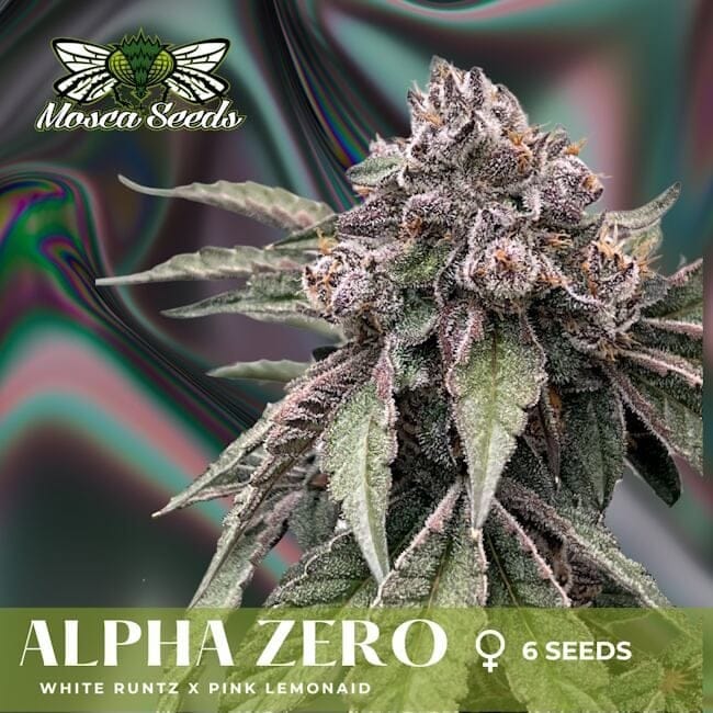 Alpha Zero Feminized Seeds-MOSCA-AZ-FEM