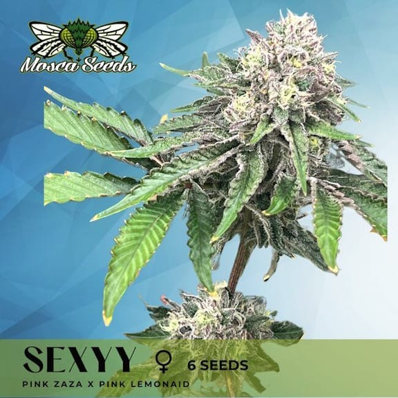 Sexyy Feminized Seeds-MOSCA-SEXY-FEM