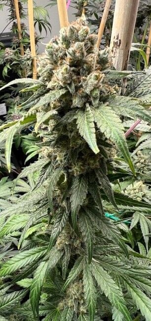 Tapestry Feminized Seeds-MOSCA-TAP-FEM