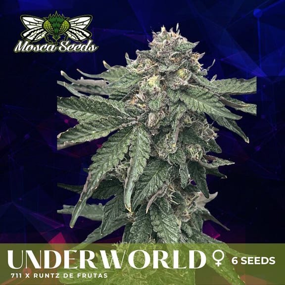 Underworld Feminized Seeds-MOSCA-UNDWLD-FEM