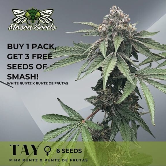 Tay Feminized Seeds-MOSCA-TAY-FEM