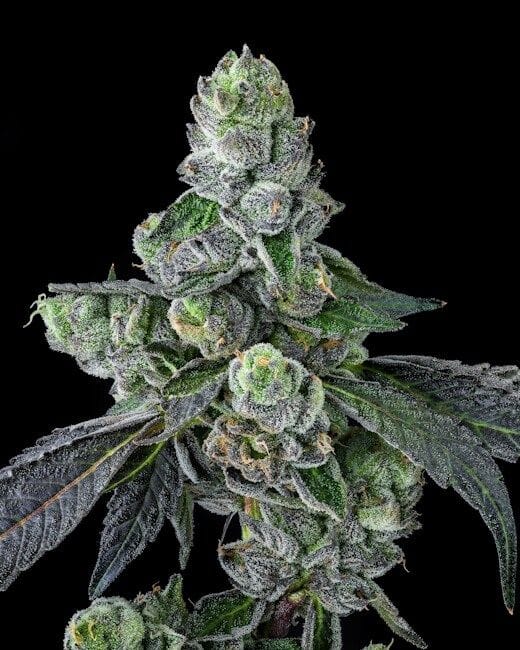 Goofiez² Feminized Seeds-COM-GOOF-FEM