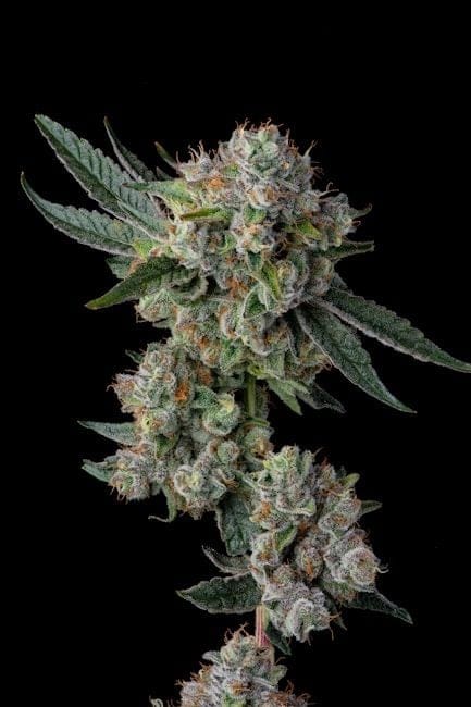 Glue 31 Feminized Seeds-COM-GL31-FEM