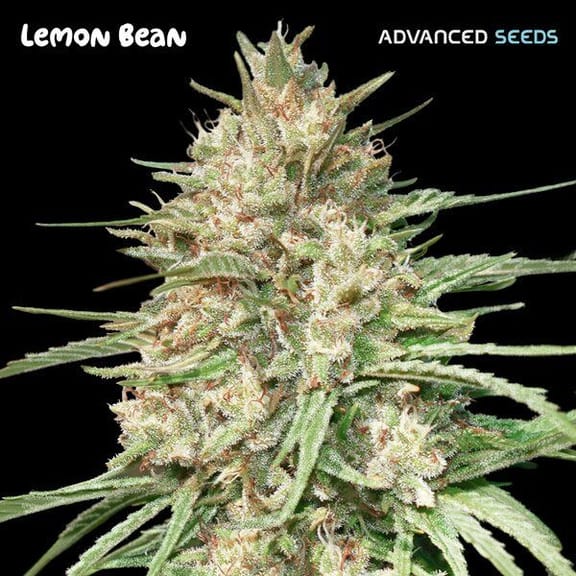 Lemon Bean Feminisiert Saatgut-ADV-LEMB-FEM