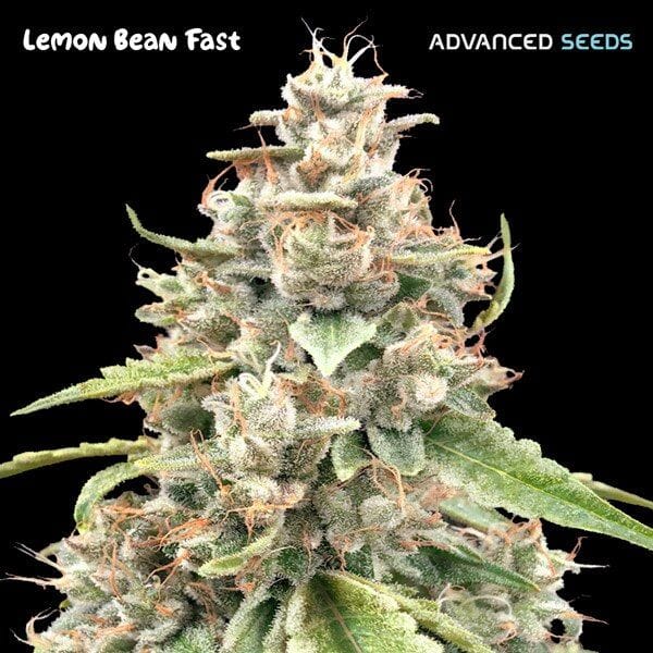 Lemon Bean бърз феминизирани семена-ADV-LEMB-FAST-FEM