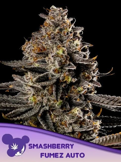 Tahiti Vibez Auto Feminised Seeds-ANES-TAVI-AUTO-FEM