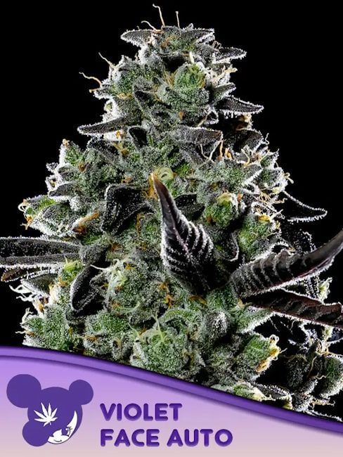 Violet Face Auto Feminised Seeds-ANES-VIFA-AUTO-FEM