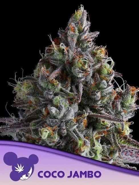 Coco Jambo Feminised Seeds-ANES-COJA-FEM