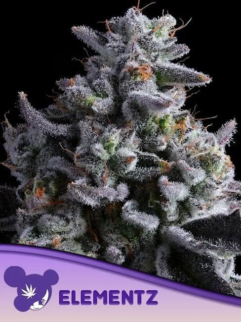 Elementz Feminised Seeds-ANES-ELEM-FEM