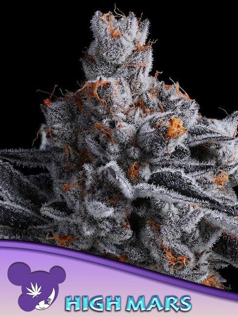 High Mars Feminised Seeds-ANES-HIMA-FEM