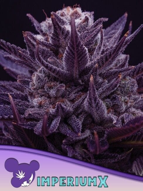 Imperium X Feminized Seeds-ANES-IMPX-FEM