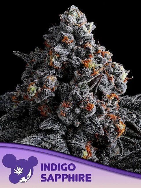 Indigo Sapphire Feminised Seeds-ANES-INSA-FEM