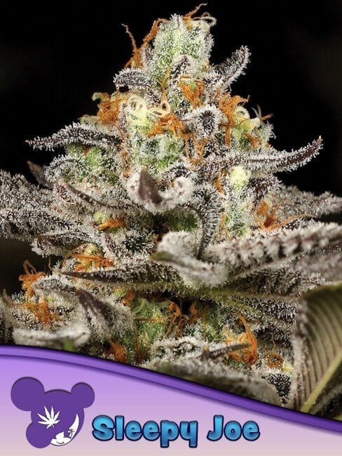 Sleepy Joe Feminised Seeds-ANES-SLJO-FEM
