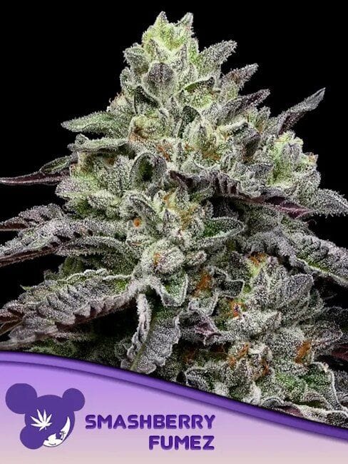 Smashberry Fumez Feminised Seeds-ANES-SMFU-FEM