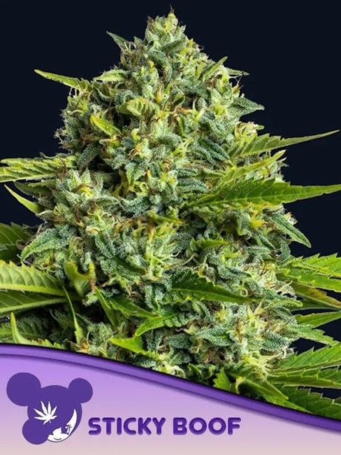 Sticky Boof Feminised Seeds-ANES-STBO-FEM