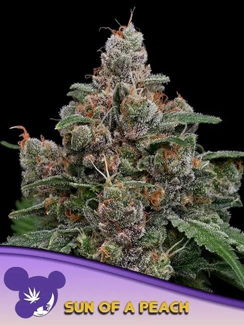 Sun of a Peach Feminised Seeds-ANES-SOAP-FEM