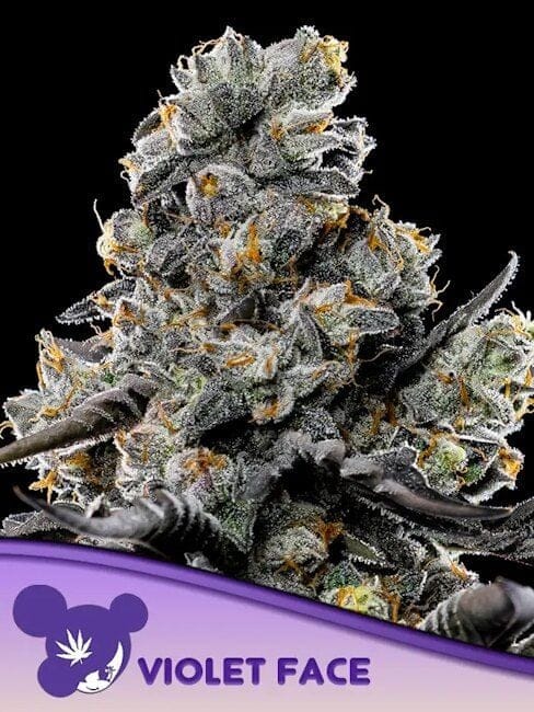 Violet Face Feminized Seeds-ANES-VIFA-FEM