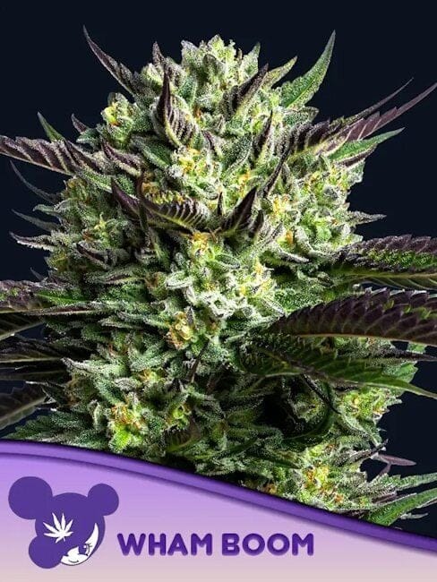 WHAM BOOM Feminised Seeds-ANES-WHBO-FEM