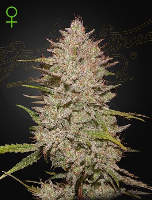 Chemical Candy Auto Feminised Seeds-GH-CHC-AUTO-FEM