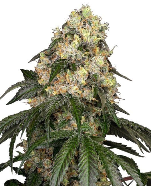 White Biscotti OG XXL Feminised Seeds-WHITE-WBOGXXL-FEM