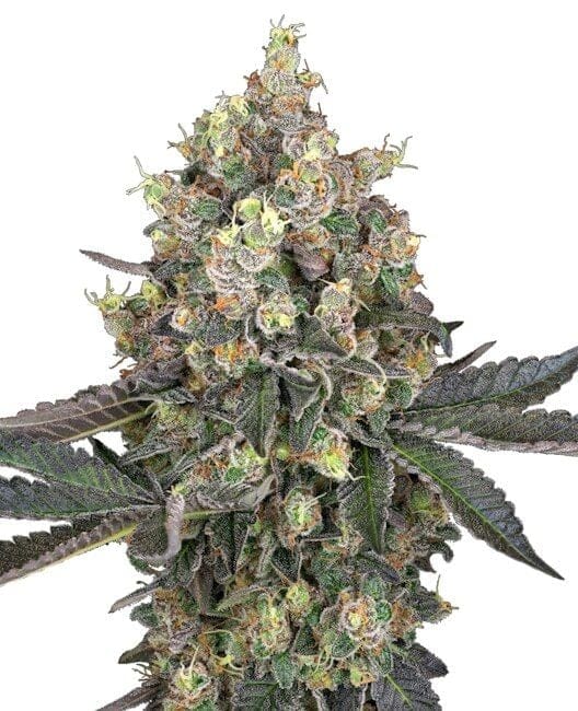 Sweet Berry Breeze Feminised Seeds-WHITE-SWBB-FEM