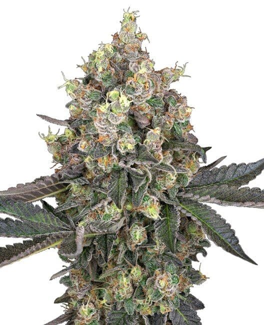Sweet Berry Breeze Feminised Seeds-WHITE-SWBB-FEM