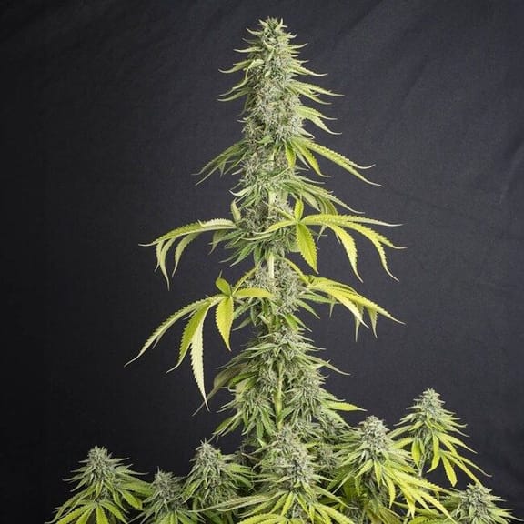 OId Toby Feminised Seeds-EVA-OLDT-FEM