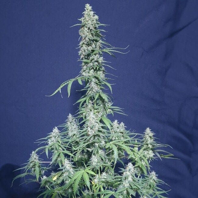 Super Watermelon Auto Feminised Seeds-EVA-SWM-AUTO-FEM