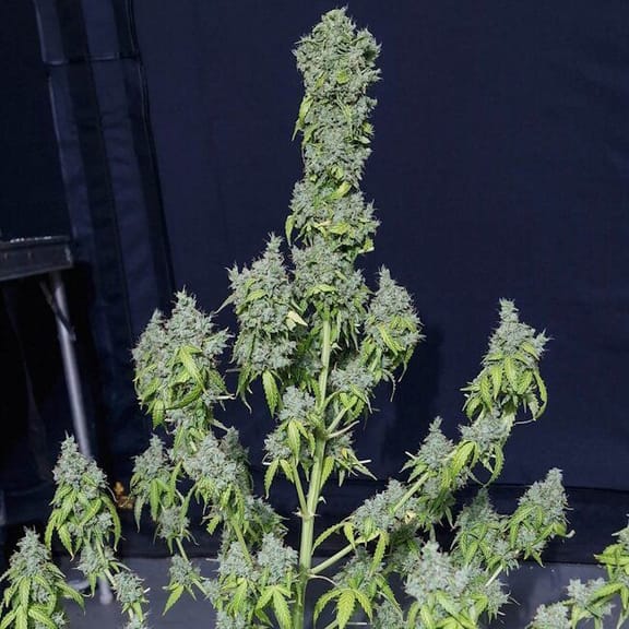 Magic Tree Auto Feminised Seeds-EVA-MTREE-AUTO-FEM