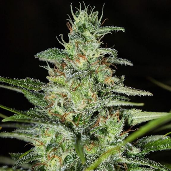 Monster CBD Feminised Seeds-EVA-MON-CBD-FEM