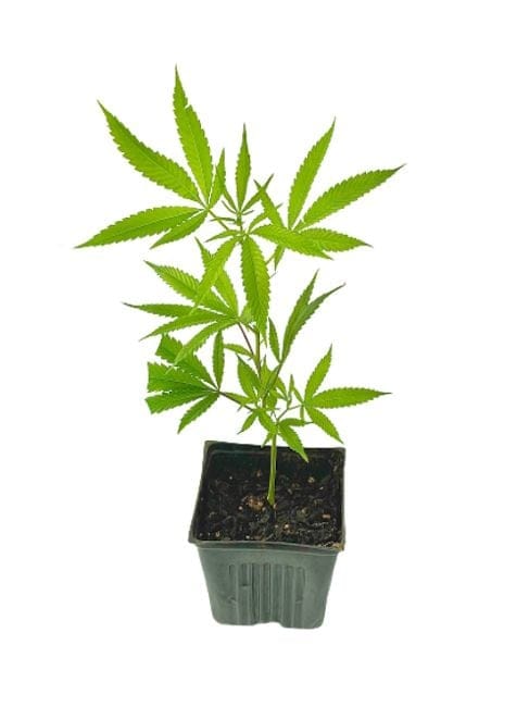 Sour Haze Clones-SMAN-CL-SOAH-FEM