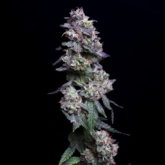 Baked Apple Cherries Feminised Seeds-LV8-BAAC-FEM