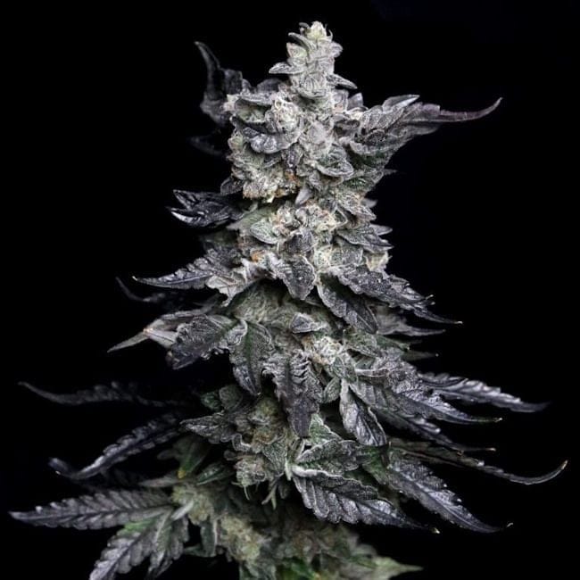Granny's Apple Fritter Feminised Seeds-LV8-GRAF-FEM