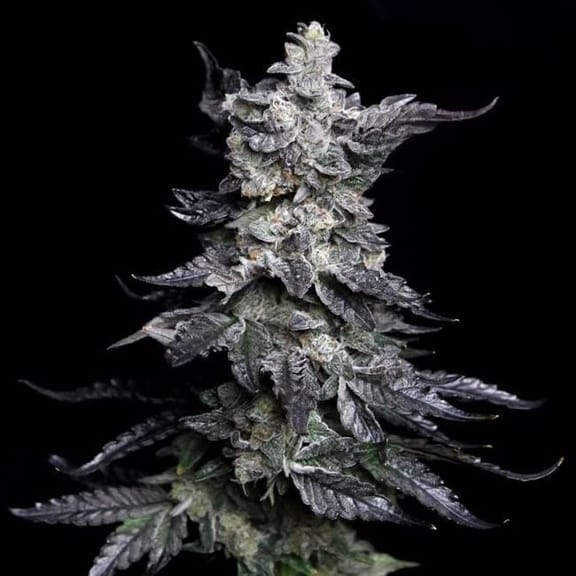 Granny's Apple Fritter Feminised Seeds-LV8-GRAF-FEM