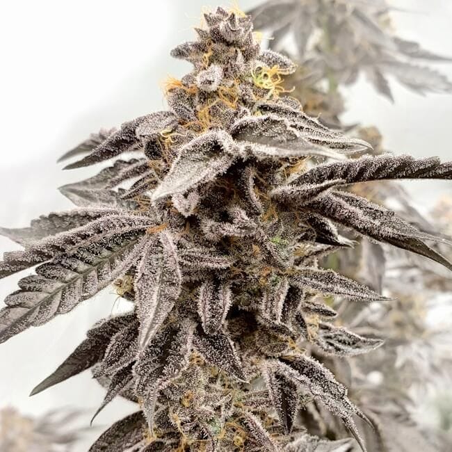 Sour Apple Kiss Feminised Seeds-LV8-SOAK-FEM