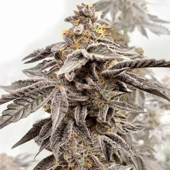 Sour Apple Kiss Feminised Seeds-LV8-SOAK-FEM