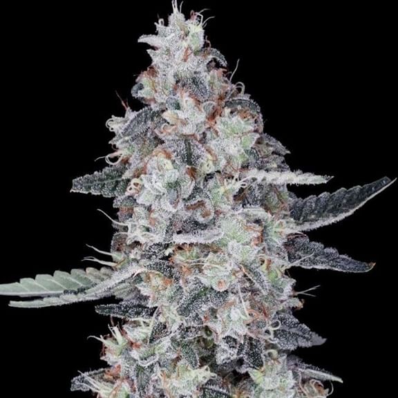 CheMACal Romance Auto Feminised Seeds-DNA-CHRO-AUTO-FEM