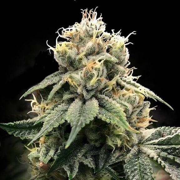 Chocolate Truffle Shuffle (C.T.S.) Feminised Seeds-DNA-CTS-FEM