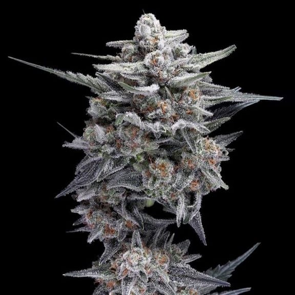 HG23 (Michael Jordan) Auto Feminised Seeds-DNA-HG23-AUTO-FEM