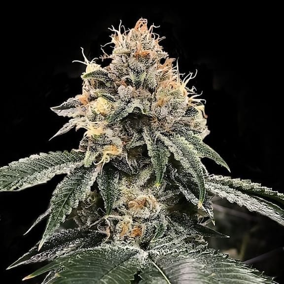 HG23 (Michael Jordan) Feminized Seeds-DNA-HG23-FEM